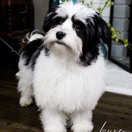Mateo - Havanese