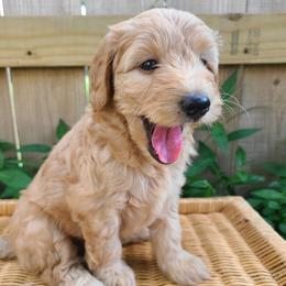 Princess Leia - Apricot female Aussiedoodle puppy in Louisville, Kentucky from Louisville Doodles