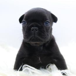 Roux - Black female French Bulldog puppy in Star City, Arkansas from T4 Farms