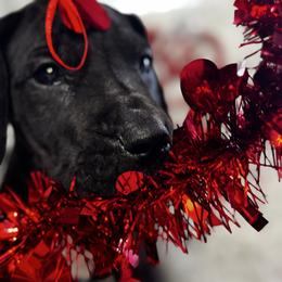 Green collar Male - Black and white male Great Dane puppy in Wimberley, Texas from Heart of Texas Great Danes
