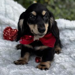Maximus - Black and cream male Dachshund puppy in Auburndale, Florida from Doxster Dachshunds