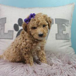 Turkey - Red  female Goldendoodle puppy in Pendleton, Oregon from Blushing Doodles