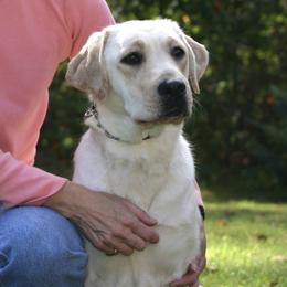 Labrador Retrievers from Yarborough Labrador Retrievers