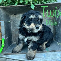 Bernedoodle Puppies from Cobble Creek Puppies