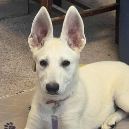 Red Collar - White male German Shepherd puppy in Tonopah, Nevada from Mercy's White Shepherds