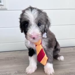 Bandit - Blue merle male Bernedoodle puppy in Garrettsville, Ohio from Sunset Family Farm