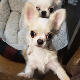 Chihuahua Puppies from Toyville Chihuahuas
