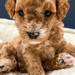 Cavapoo Puppies from SoCal Cavapoos