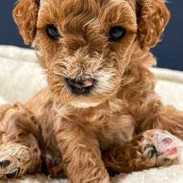 Cavapoo Puppies from SoCal Cavapoos