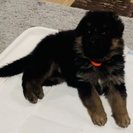 Girl 1 - German Shepherd puppy in Richfield, Minnesota from Midwest GSD LLC