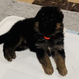 Girl 1 - German Shepherd puppy in Richfield, Minnesota from Midwest GSD LLC