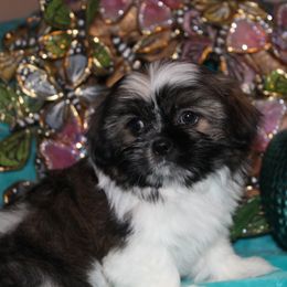 Shih Tzu Puppies from Sugar and spice shih Tzu