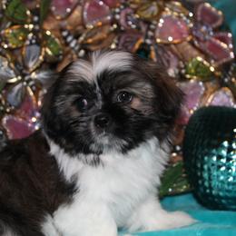 Shih Tzu Puppies from Sugar and spice shih Tzu
