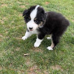 BTM - Black tri-color male Australian Shepherd puppy in Manchester, Iowa from Lone Willow Aussies