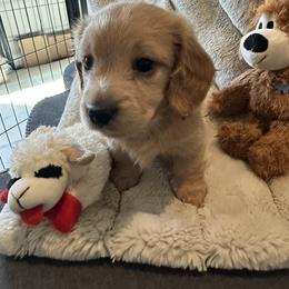 Dachshund Puppies from Kimberly Inman