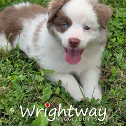 Sandy - Red merle female Miniature Australian Shepherd puppy in Dowagiac, Michigan from Wrightway Wigglebutts