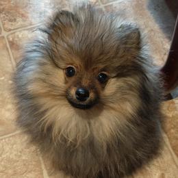 Pomeranians from Clearjoy Pomeranians