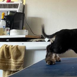 Bluey - Dachshund