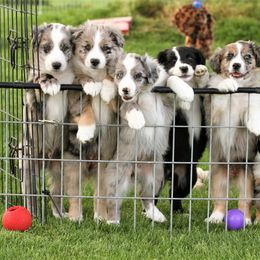 Australian Shepherd Puppies from Sliding S Australian Shepherds