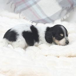 Daisey - Piebald female Dachshund puppy in Decatur, Mississippi from KP Dachshunds