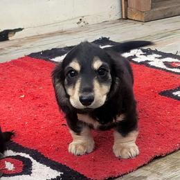 Blue collar - Black and cream Dachshund puppy in Salinas, California from Maverick Kennels