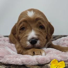 Yellow Male - Apricot male Goldendoodle puppy in Great Falls, Montana from Montana Goldendoodles