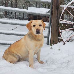 Quinn - Labrador Retriever