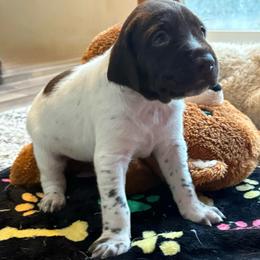Girl 2 - Liver roan female German Shorthaired Pointer puppy in Troy, North Carolina from Uwharrie GSP