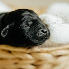Labrador Retriever puppies from Ridgemere Retrievers