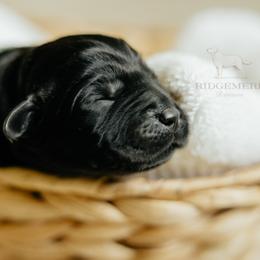 Labrador Retriever puppies from Ridgemere Retrievers