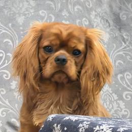 Cavalier King Charles Spaniel Puppies from FairHawk Downs