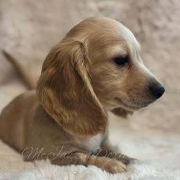 Boy 2 - Cream male Dachshund puppy in Chehalis, Washington from McJazzin Doxies