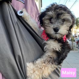 Yorkipoo Puppies from TheSocialk9