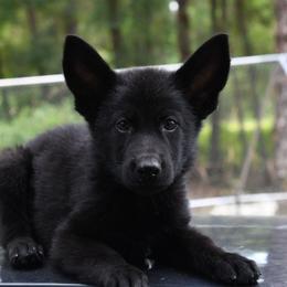 Viserion - Green(Gray) Collar Male - Black male German Shepherd puppy in Hawthorne, Florida from Lace's High Flying German Shepherds And Golden Retrievers