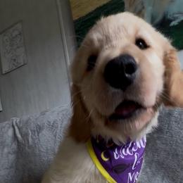 Ms Blue - Magic - Golden female Golden Retriever puppy in Umatilla, Florida from AT Marvelous Kennels (AKA AT Marvelous Pet Services)