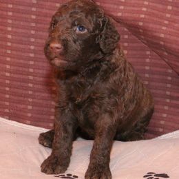 Poodle Puppies from RK'S Pets