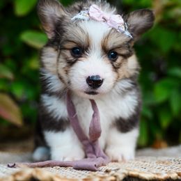 VooDoo - Black and tan female Pembroke Welsh Corgi puppy in Spanish Fork, Utah from Sorensen Corgis