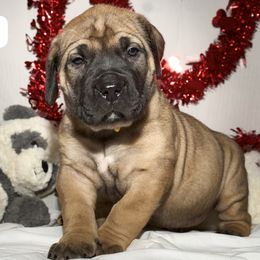 Girl 3 - Boerboel puppy from Brickhouse Boerboels