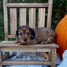 AKC red dapple female - Dapple female Dachshund puppy in Ozark, Alabama from Honey Hill Dachshunds