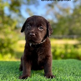 Black collar - Chocolate male Labrador Retriever puppy in Brooksville, Florida from Lonestar Labradors C&E