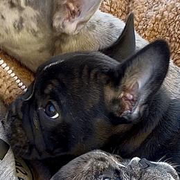 Hawkeye - Brindle and white male French Bulldog puppy in Thorndale, Pennsylvania from Allure Frenchies