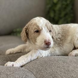 Poodle Puppies from Home of Doodles