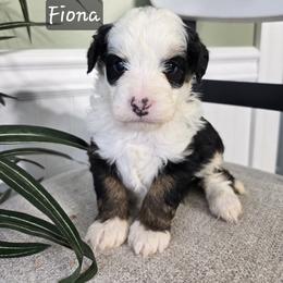 Fiona - Tri-color female Bernedoodle puppy in Holtwood, Pennsylvania from Country Ridge Puppies