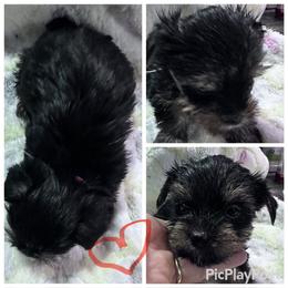 Traditional boy orange - Black and tan male Yorkshire Terrier puppy in Tulsa, Oklahoma from Yorker Puppy Palace