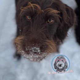 Delilah - Labradoodle