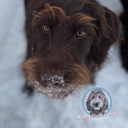 Delilah - Labradoodle