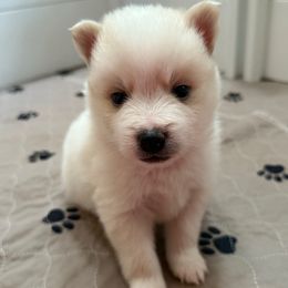 White Collar - White male Pomsky puppy in Exeter, Rhode Island from Ocean State Pomskies