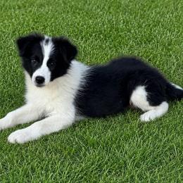 Liberty - Black female Border Collie puppy in Shell Knob, Missouri from Stoneridge Kennel