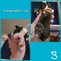 Orange MALE - White and brown male Saint Bernard puppy in Kaukauna, Wisconsin from Holtz Family Saints