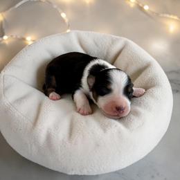 Onyx - Black tri-color male Australian Shepherd puppy in Statesville, North Carolina from Charming Australian Shepherds